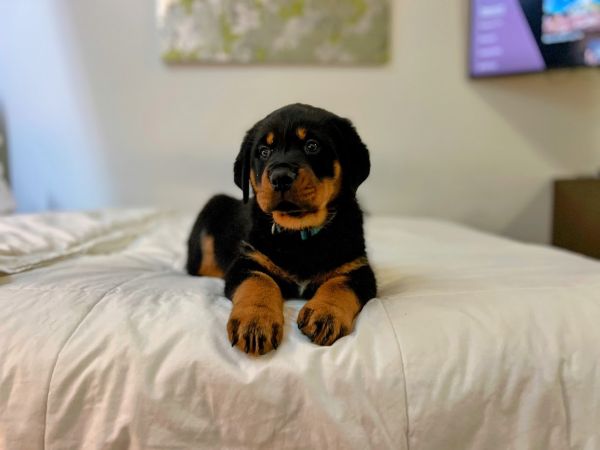 ROTTWEILER PUPPIES