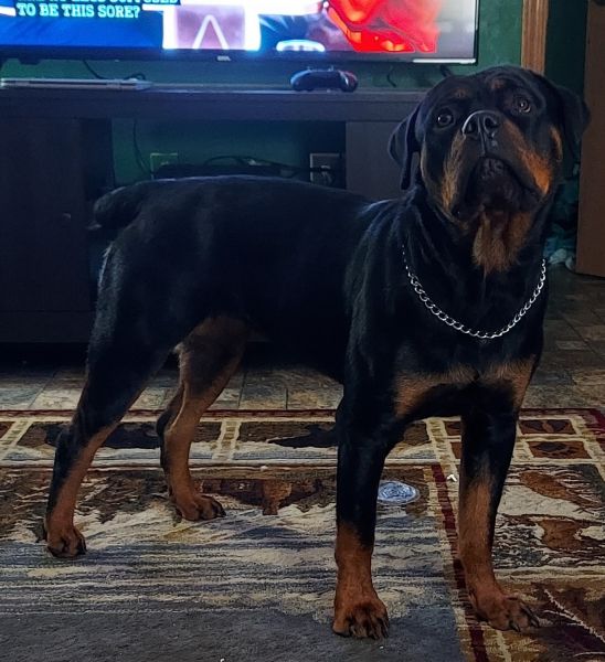 Rottweiler/pitbull puppies