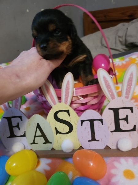 German Rottweiler Puppies All females