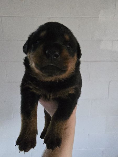 AKC German Rottweilers