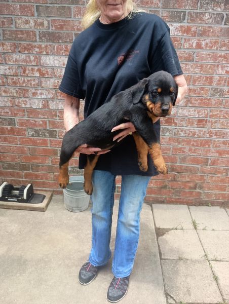Rottweiler puppies