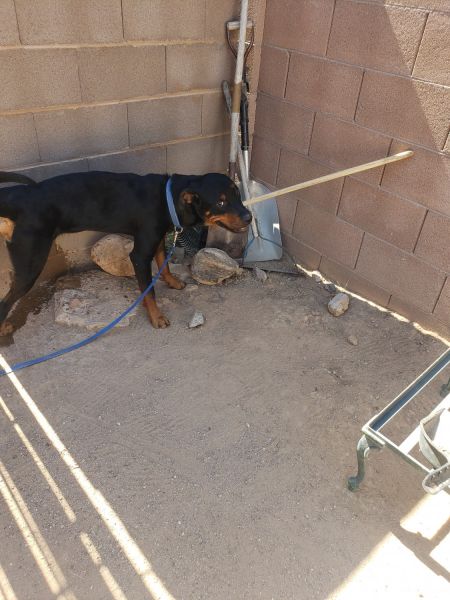 Sweet boy needs home