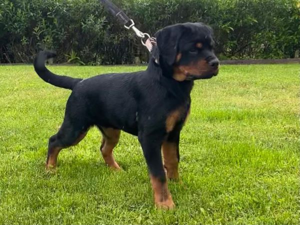 Rottweiler Litter