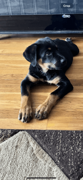 Male Rottweiler 13 weeks old