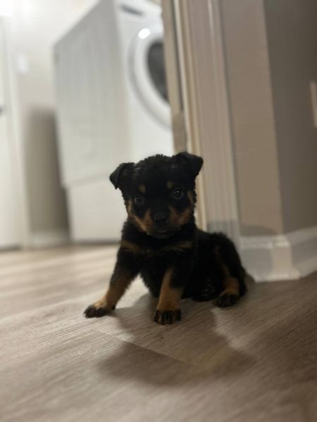 Rotweiler puppy 2 months