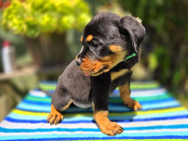 AKC Rottweiler puppies