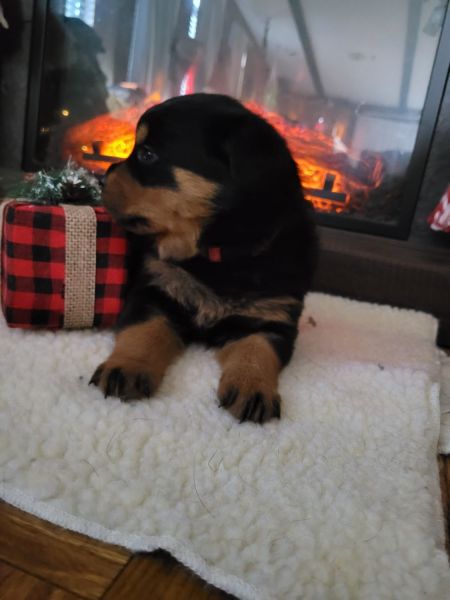 Akc rottweiler