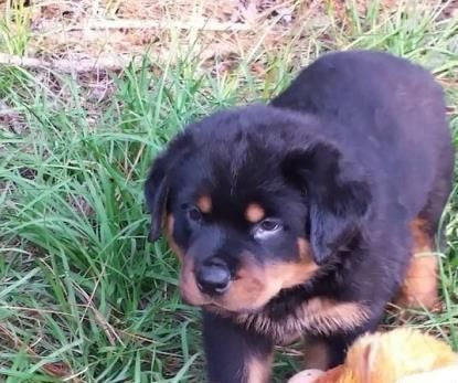 male black & mahogany German Rottweiler puppy