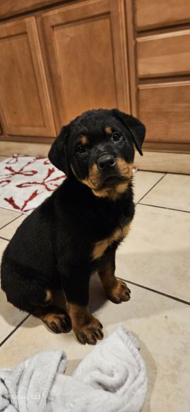 Puppies 4sale in new jersey