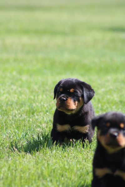 Rottweiler