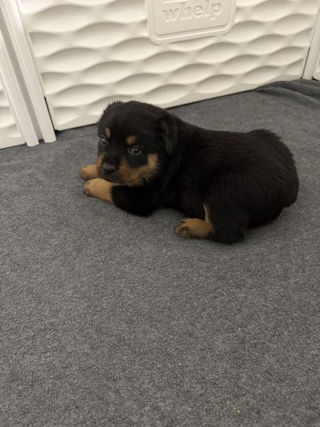 Pedigree Rottweiler puppies