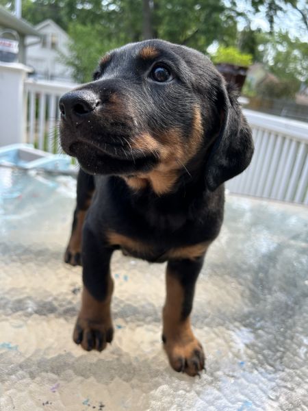 10 week old Rottweiler Doberman mix puppies
