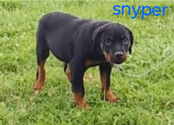 German Rottweiler puppies