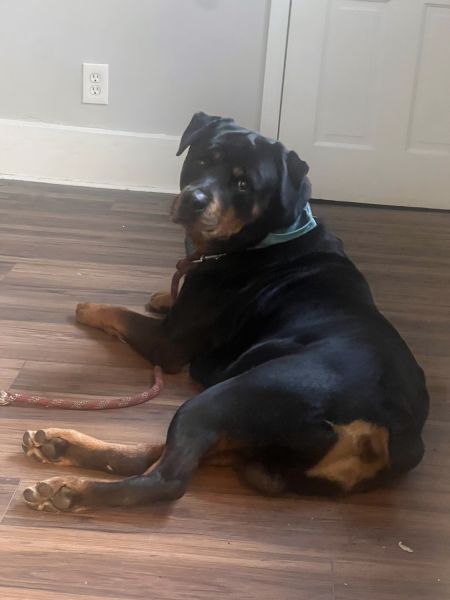 Lover boy, big baby, and protector