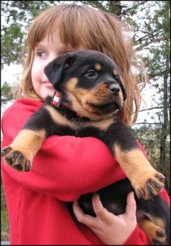 Rottweiler puppies