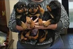 Rottweiler puppies ready for adoption.