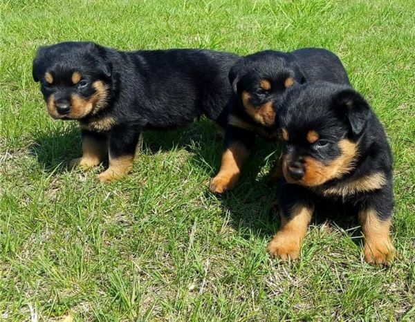 Sweet Rottweiler Puppies for sale