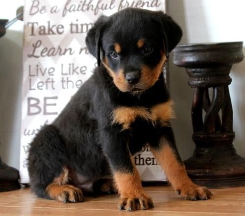 Pure Bred Akc Rottweiler Pups For Sale