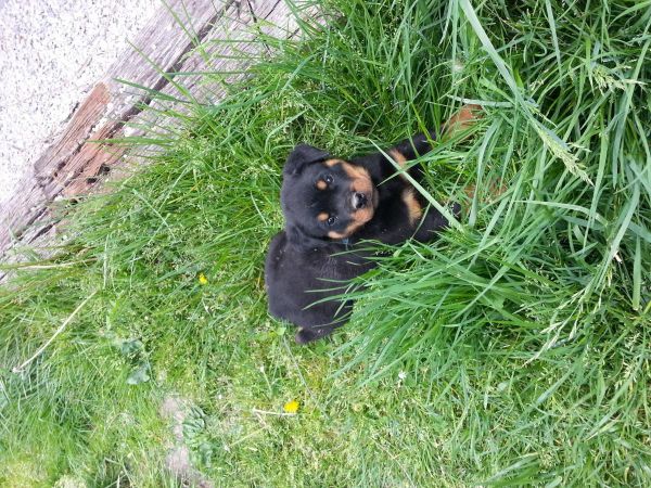 AKC Rottweiler Puppies