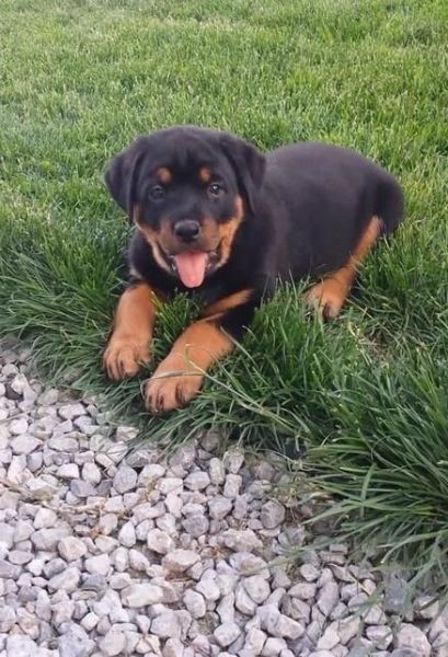 Superb German Rottweiler puppies ready now