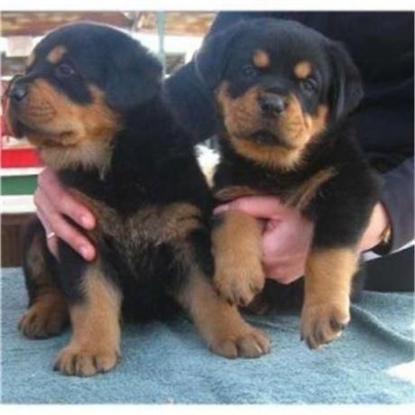 Male and Female Rottweiler Puppies