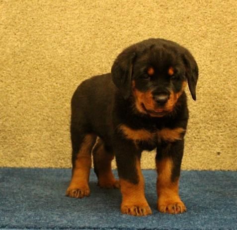 Rottweiler Puppies