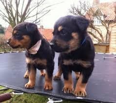 12 weeks old Rottweiler Puppies for Adoption