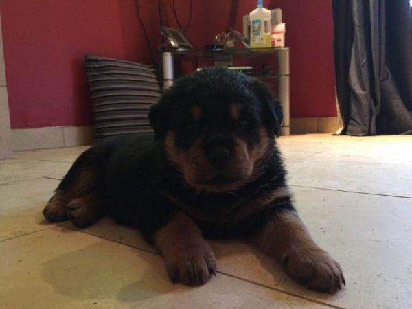 Gorgeous Chunky Kc Reg Rottweiler Pups