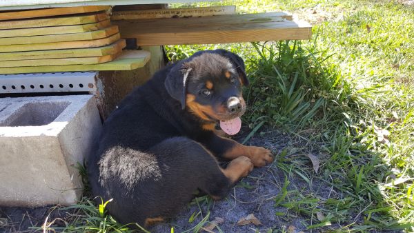 AKC Rottweilers