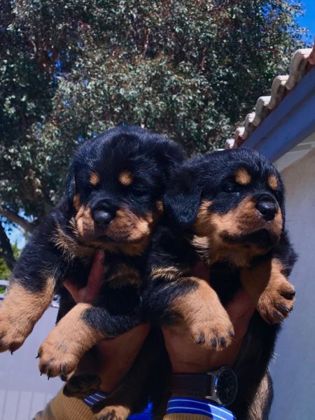 Rottweiler Puppies