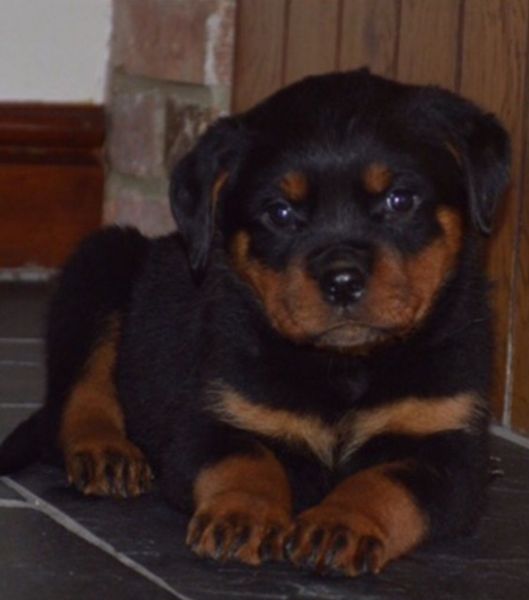 Beautiful 9wks Rottweiler Puppy