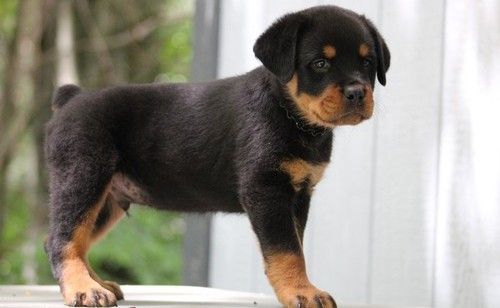 100% German Rottweiler Puppies For Sale