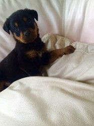 successful Rottweiler Pups for re-homing