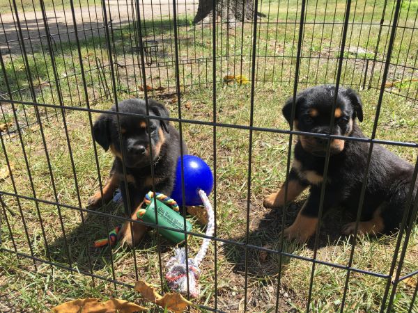 AKC Rottweiler puppies