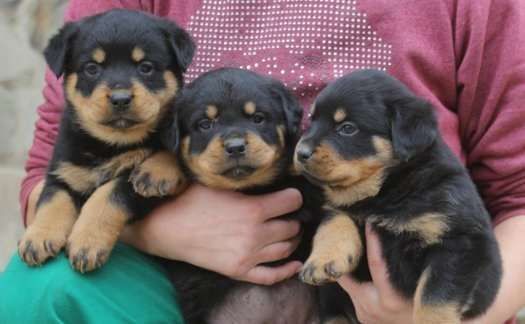 Beautiful Rottweiler puppies.