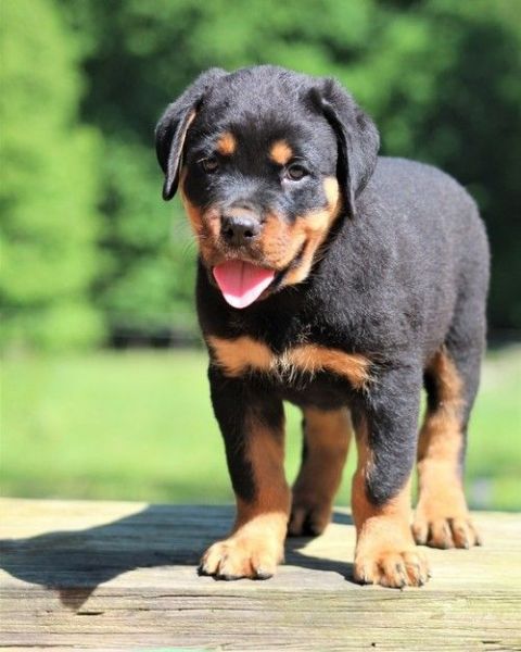 Champion Bloodline Rottweiler puppies