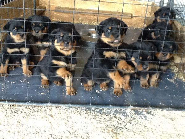 Rottie Pups