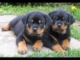 Sweet & playful Rottweiler for adoption