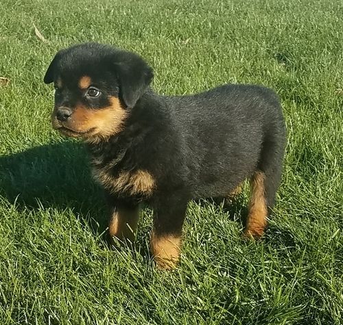 AKC registered Pedigree Rottweiler Puppies