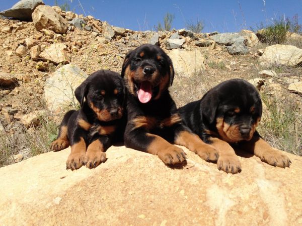 Rottweiler Puppies