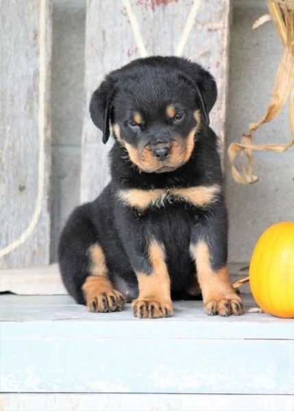 AKC Pedigree Rottweiler Puppies. Text (***) ***-***2
