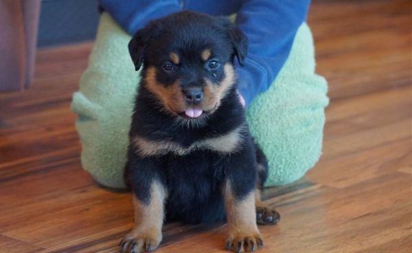 Talented Rottweiler Puppies for new homes