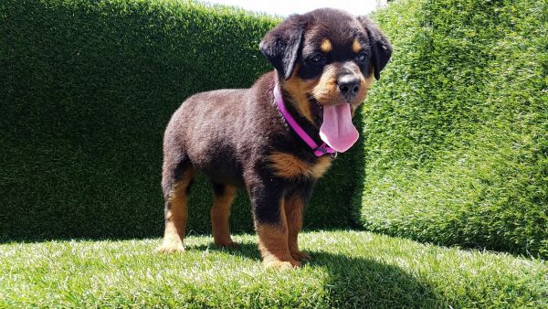 Rottweiler Puppies