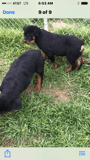 AKC German Rottweiler