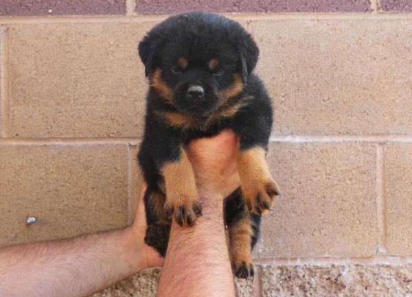 Superior Quality AKC German Rottweiler Puppies