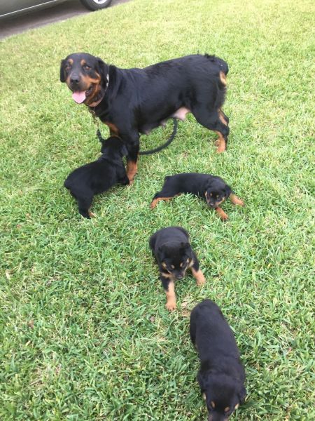 Rottweiler Puppies 8 weeks