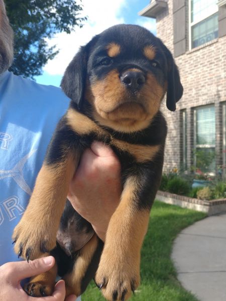 Rottweiler Puppies