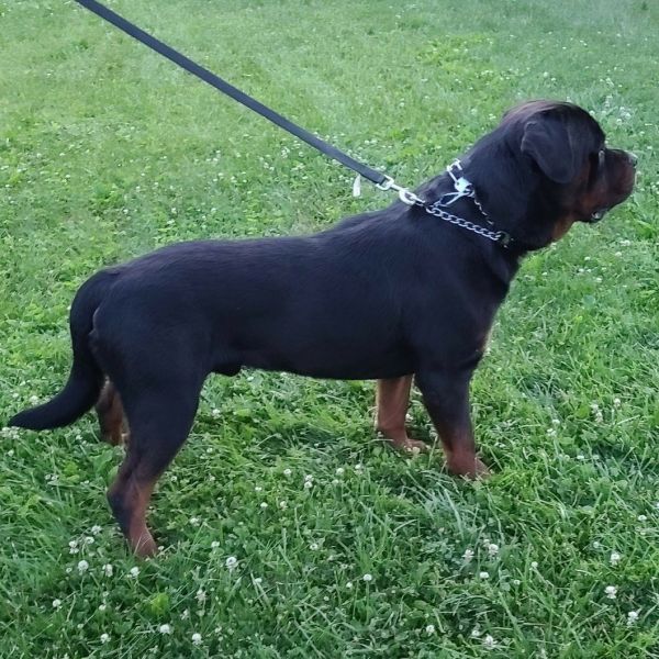 Akc Registered German Rottweiler Stud Service