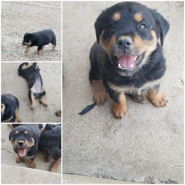 Rehoming 9 week old Female Rottweiler puppies