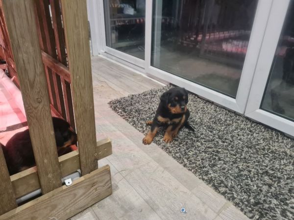 Rottle Puppies now ready